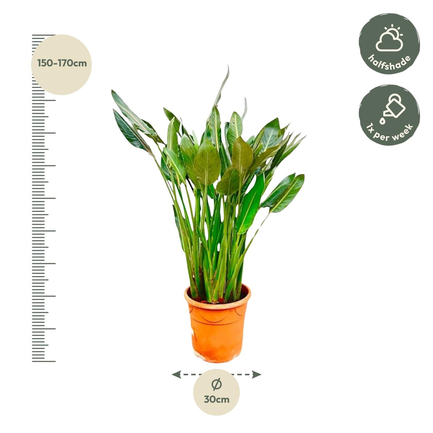 Strelitzia Reginae XL - 160 cm