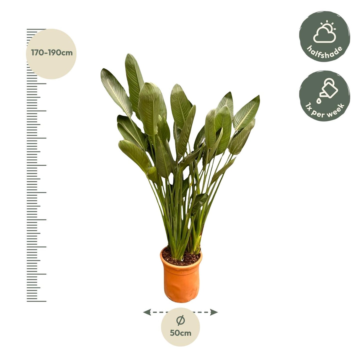 Strelitzia Reginae XXL - 200 cm