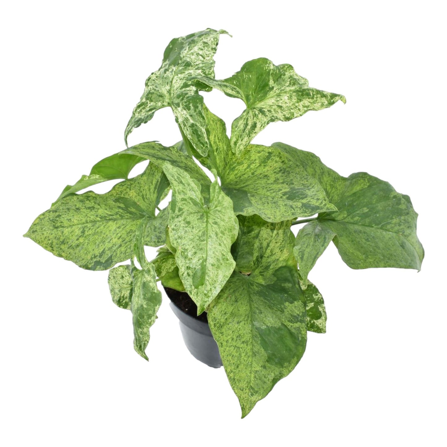 Syngonium Mottled - 25 cm