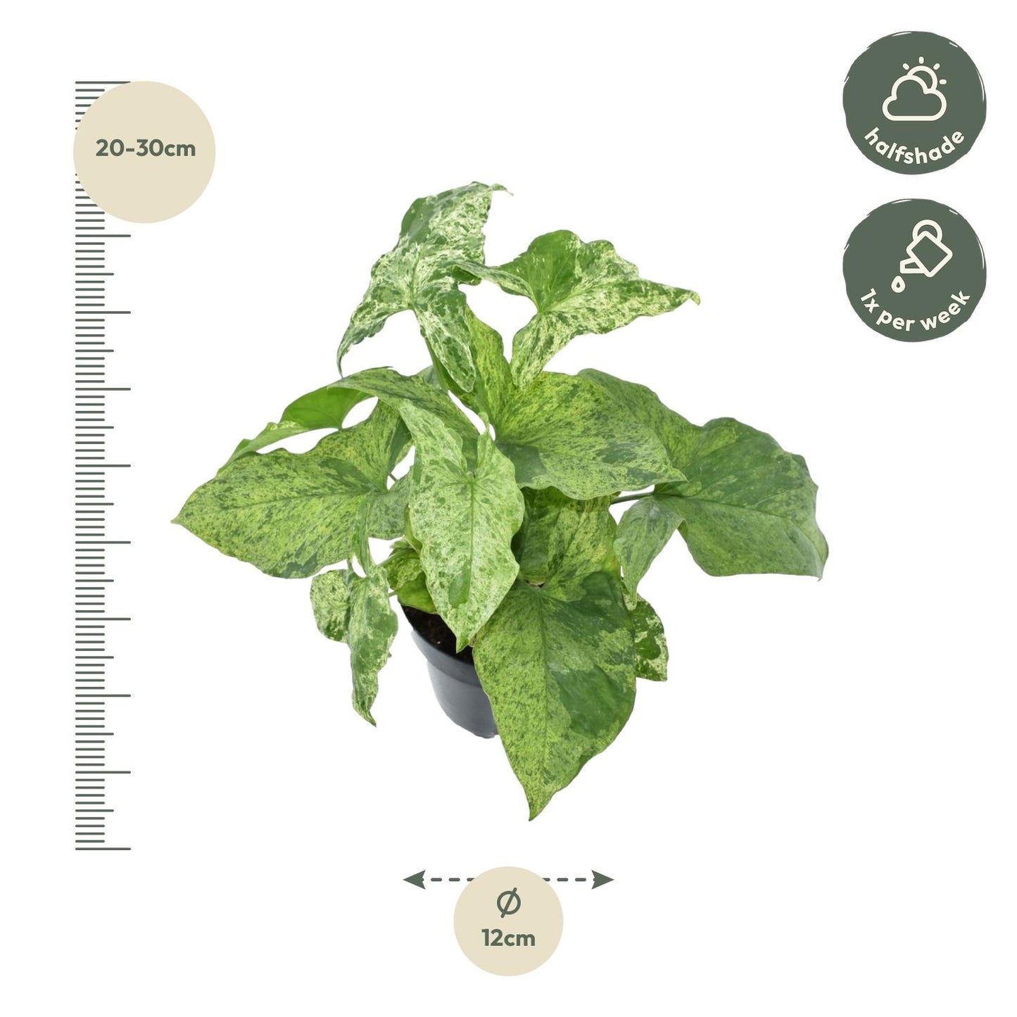 Syngonium Mottled - 25 cm