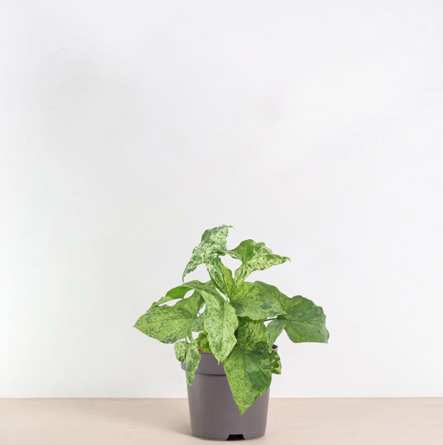 Syngonium Mottled - 25 cm