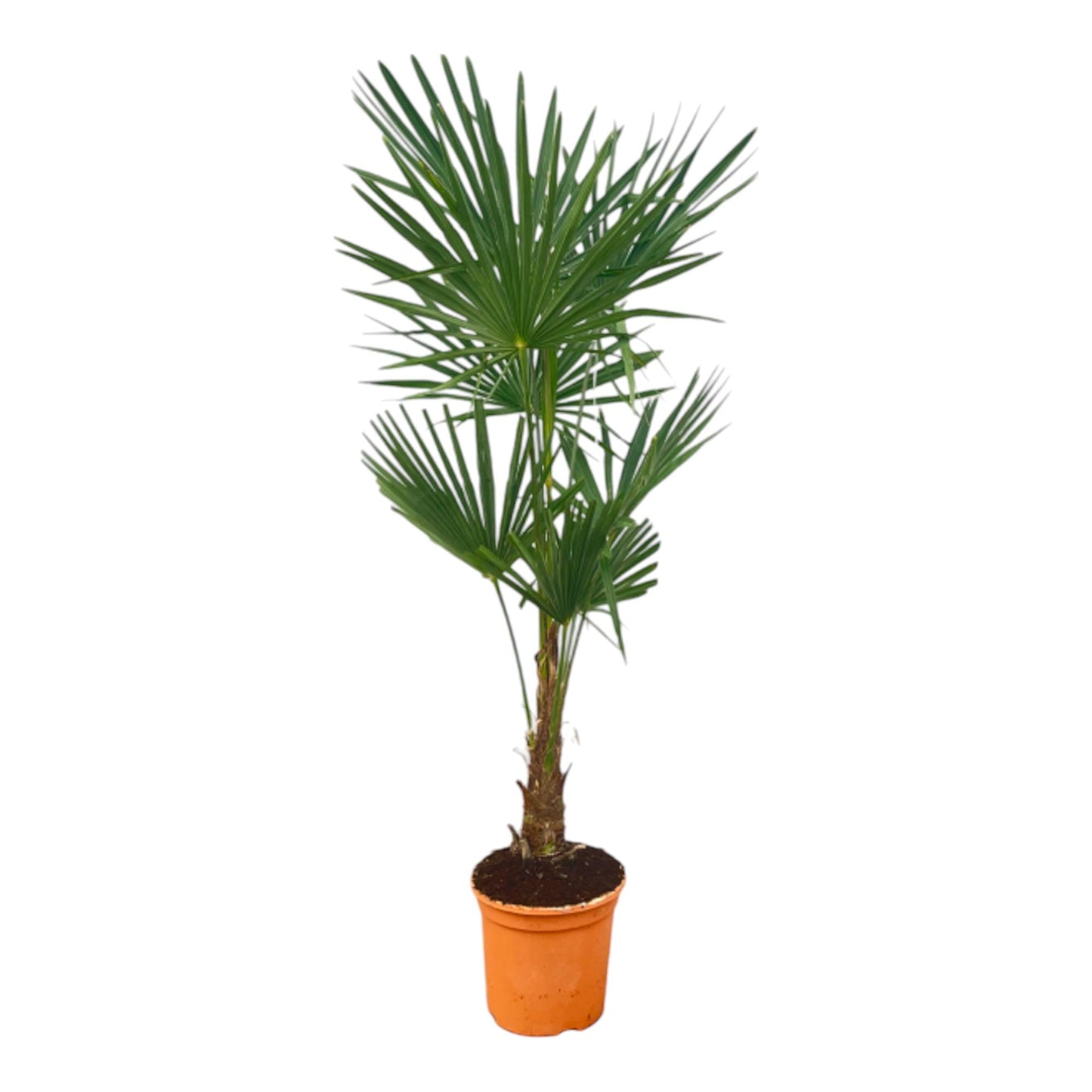 Trachycarpus Fortuneii - 120-140cm