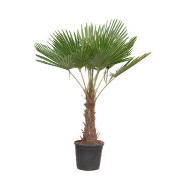 Trachycarpus Fortuneii - 180-200 cm