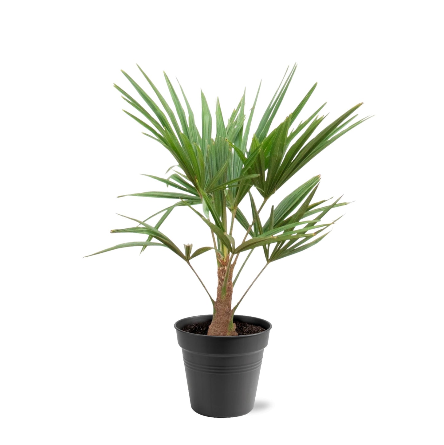 Trachycarpus Fortunei - 90-100cm - Forest Plants