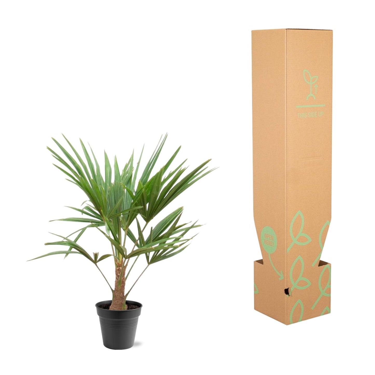 Trachycarpus Fortunei - 90-100cm - Forest Plants