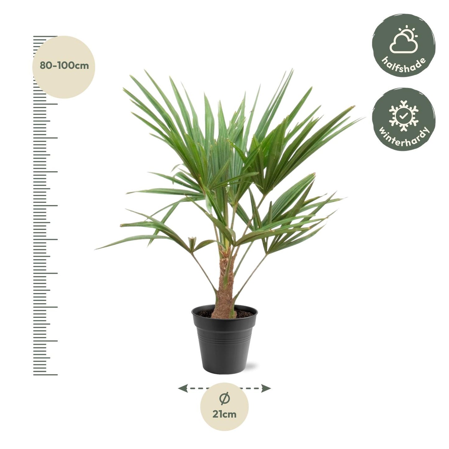 Trachycarpus Fortunei - 90-100cm - Forest Plants