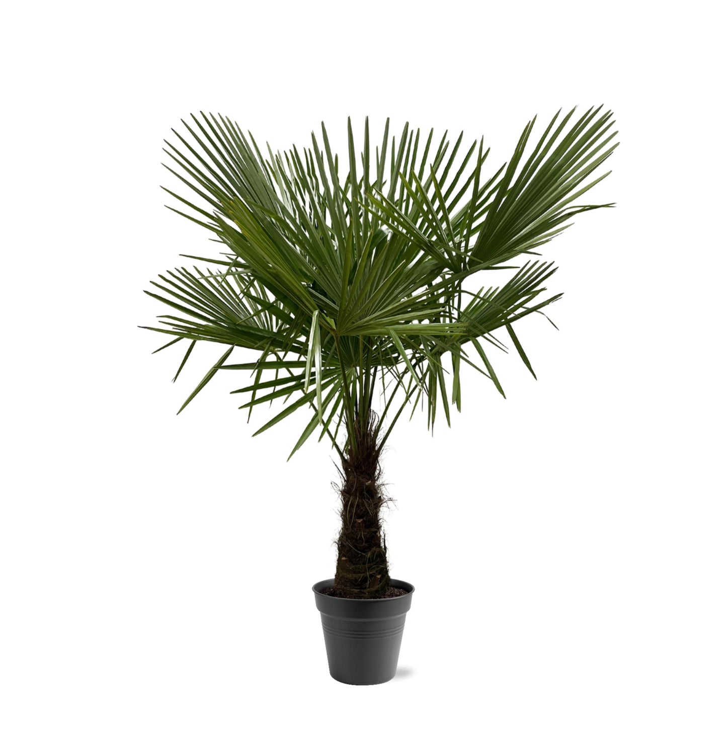 Trachycarpus Fortuneii - 160-180 cm - Forest Plants