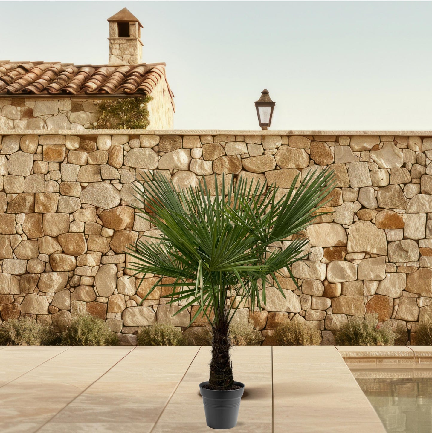 Trachycarpus Fortuneii - 160-180 cm - Forest Plants