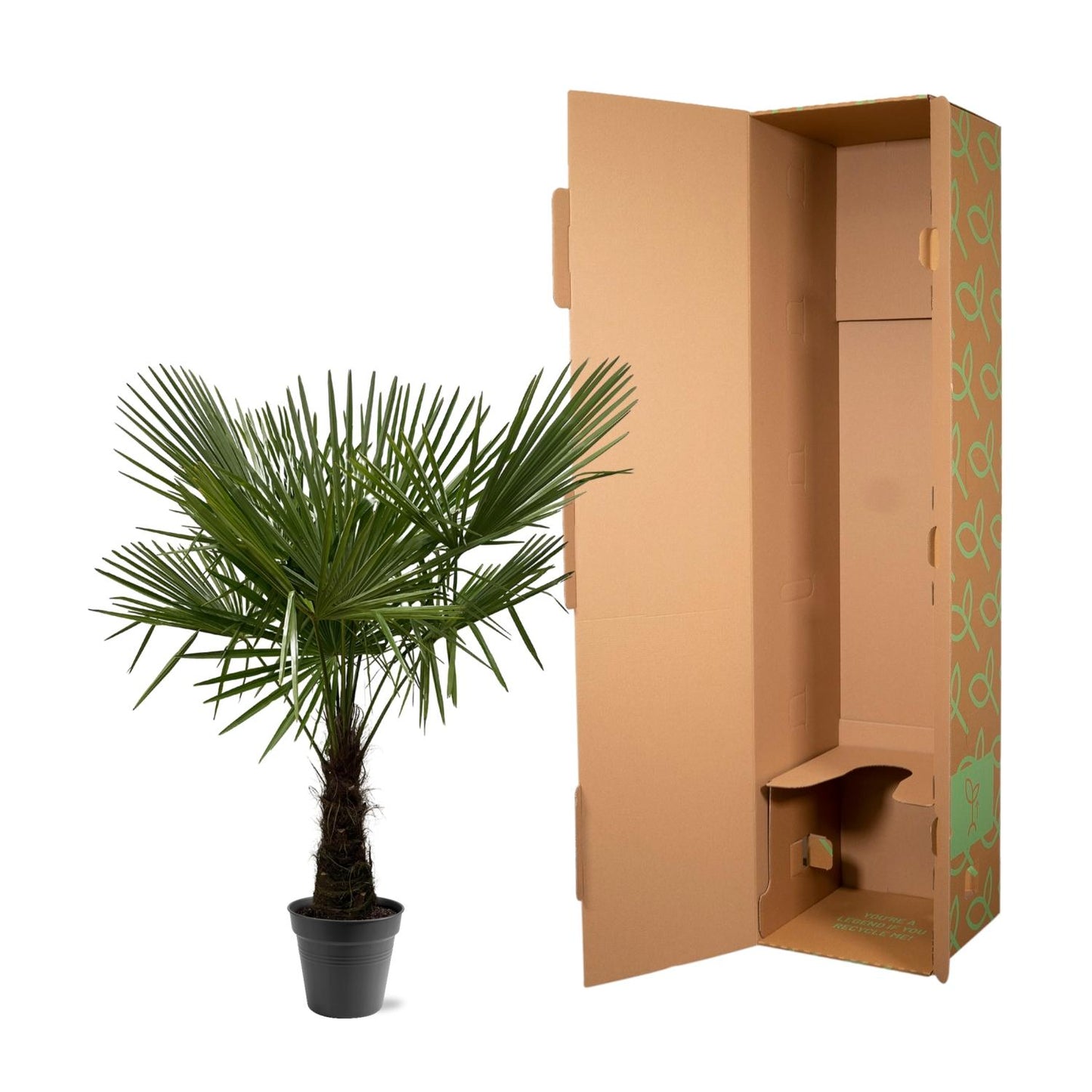 Trachycarpus Fortuneii - 160-180 cm - Forest Plants