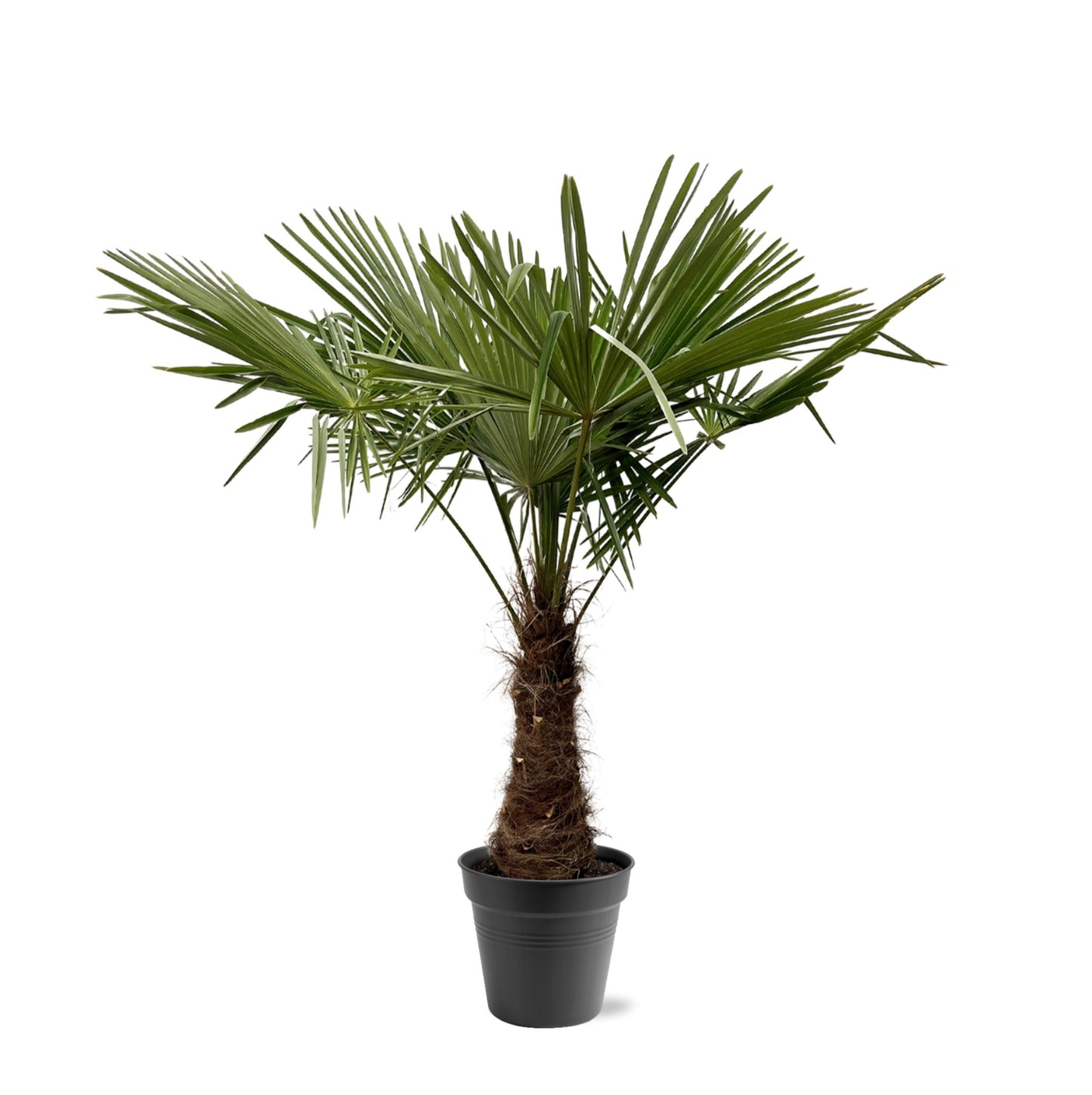 Trachycarpus Fortuneii - 220-240 cm - Forest Plants