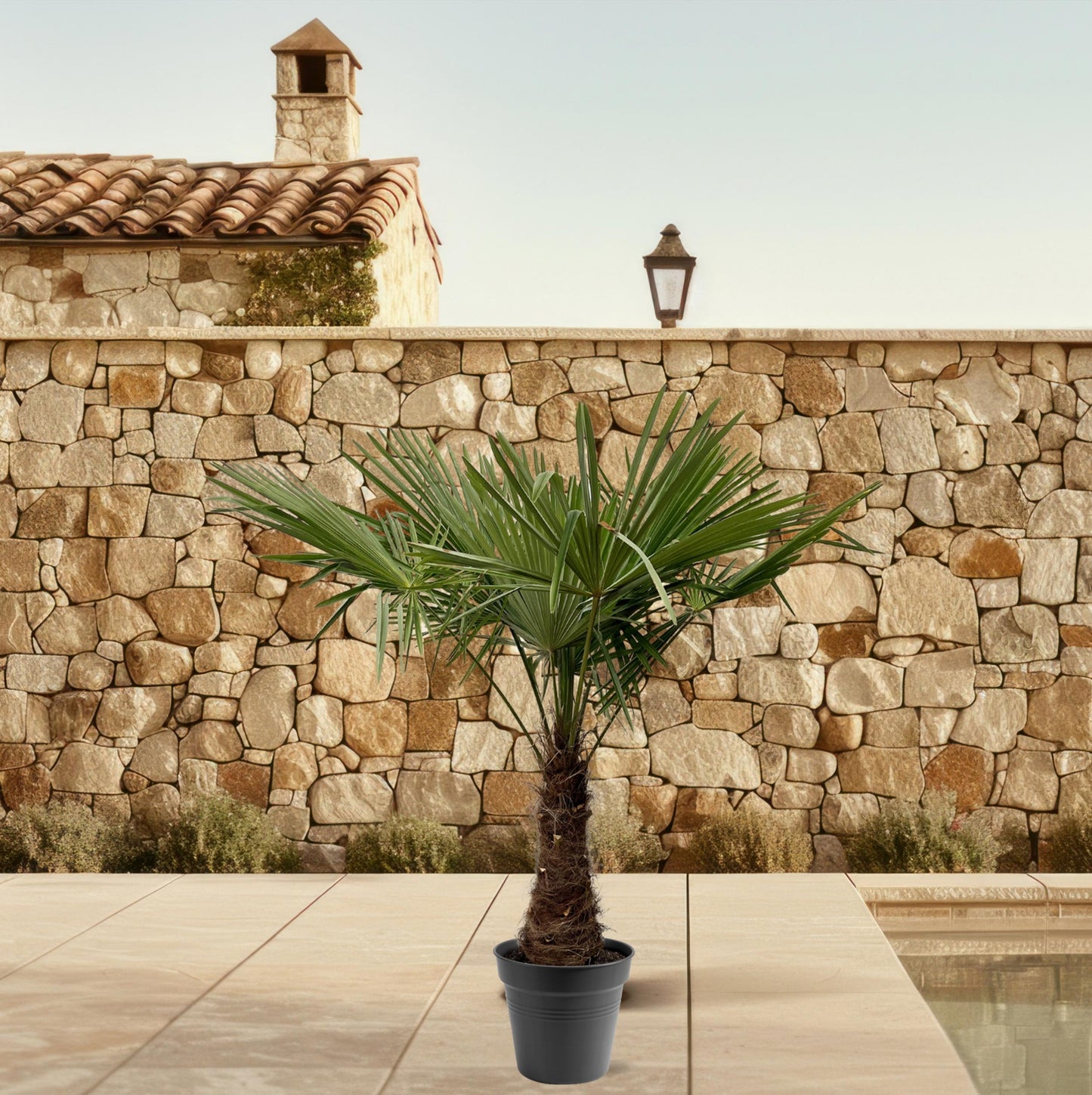 Trachycarpus Fortuneii - 220-240 cm - Forest Plants