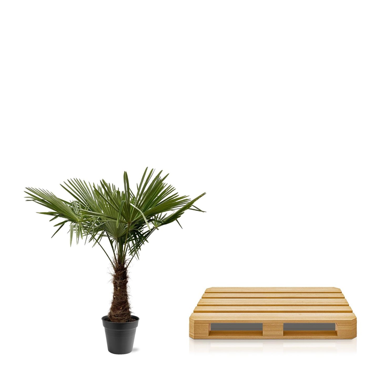 Trachycarpus Fortuneii - 220-240 cm - Forest Plants