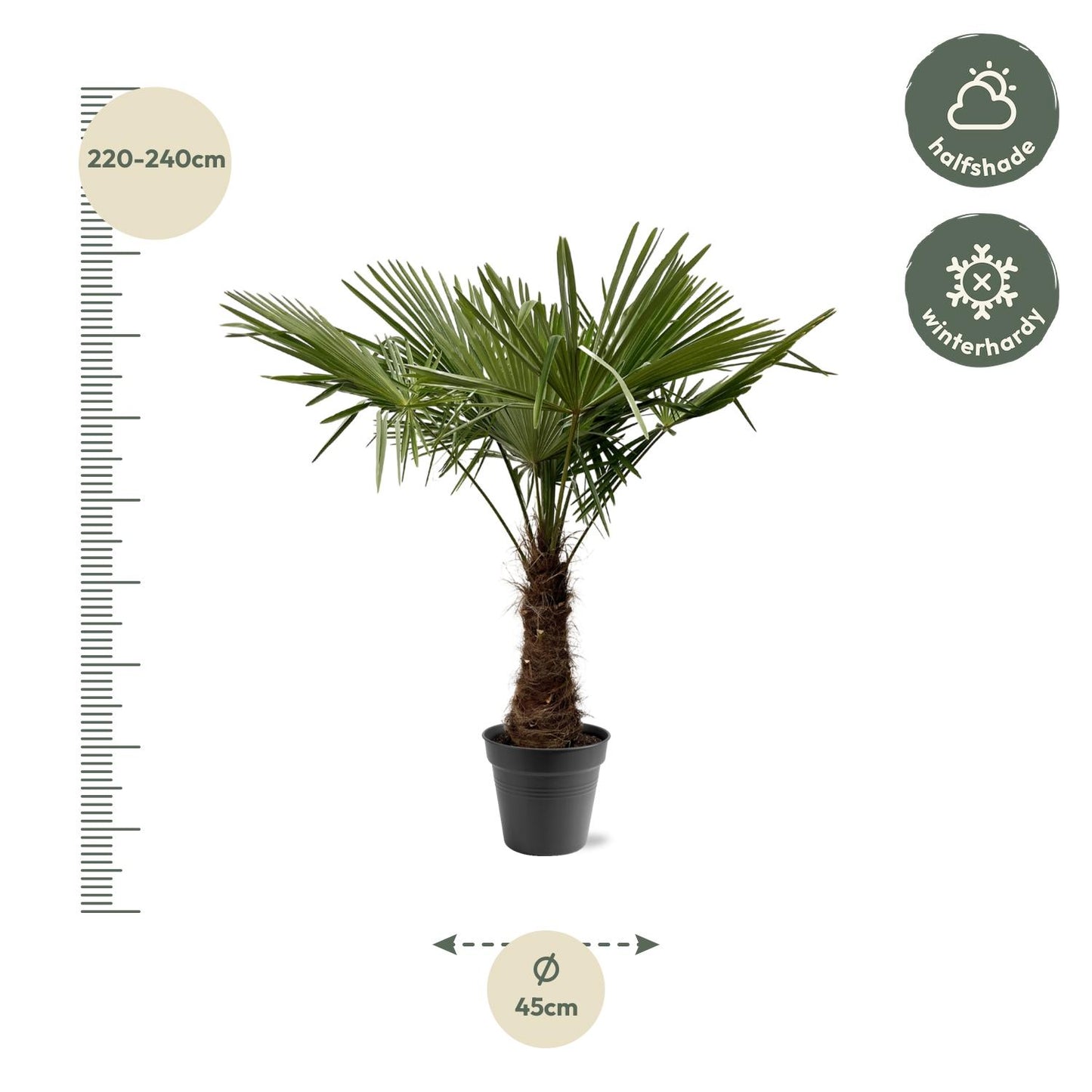 Trachycarpus Fortuneii - 220-240 cm - Forest Plants