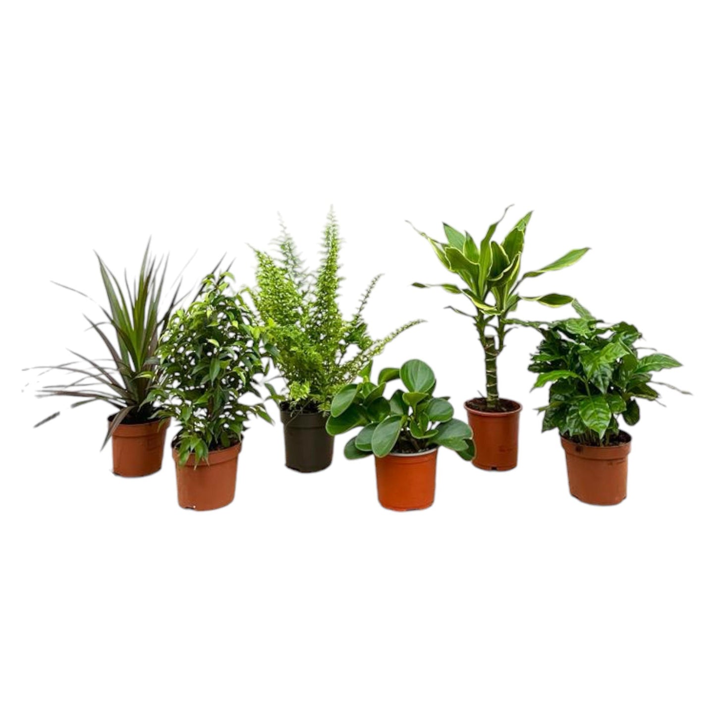 Verrassingsbox - 6 planten - 20-40 cm