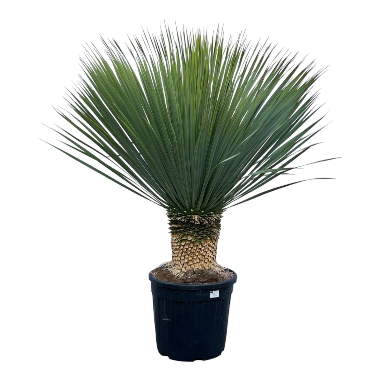 Yucca Rostrata - 140 cm