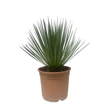 Yucca Rostrata - 60 cm