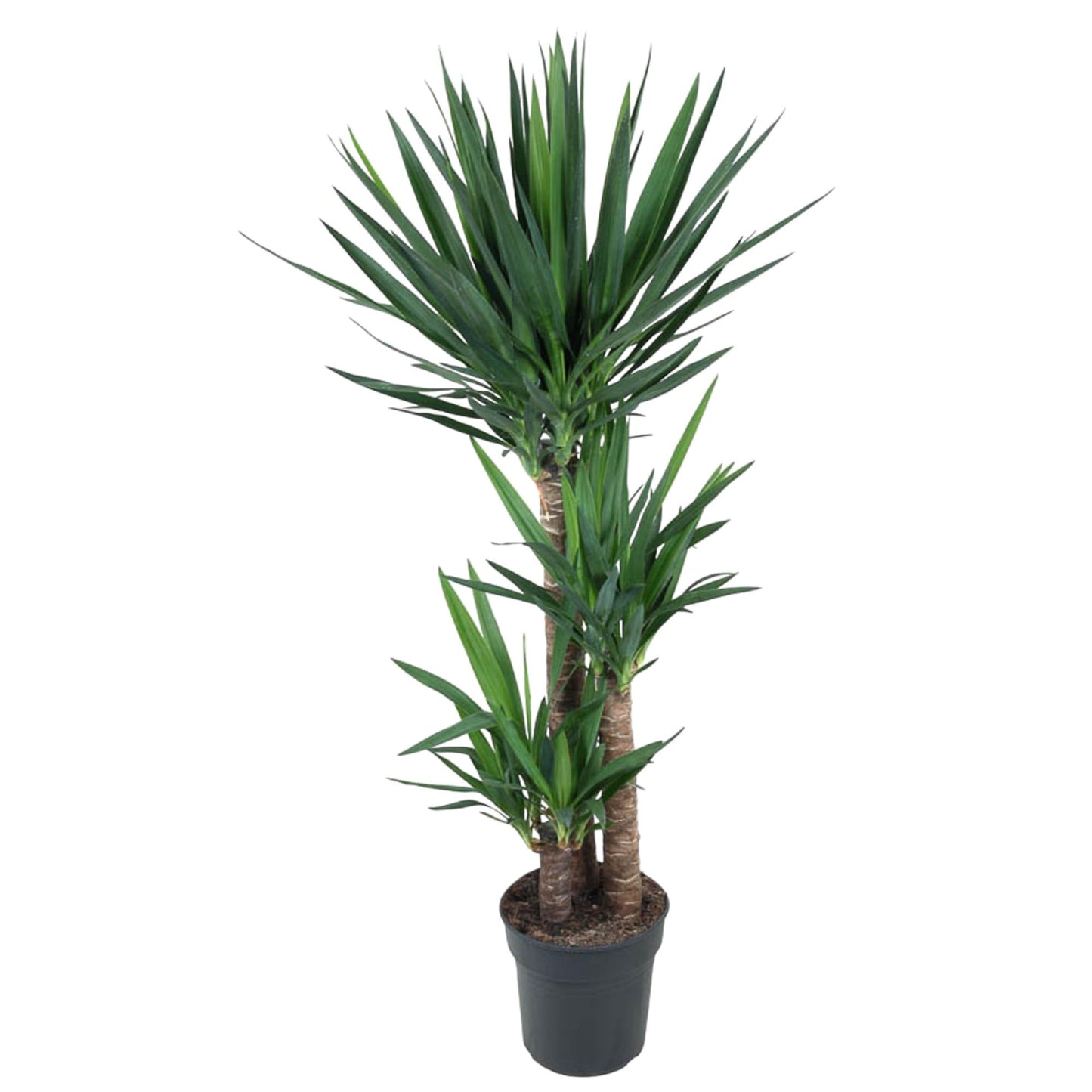 Yucca Elephantipe - 140 cm - Forest Plants