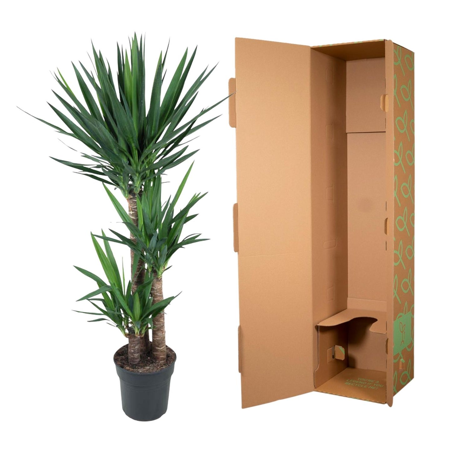 Yucca Elephantipe - 140 cm - Forest Plants