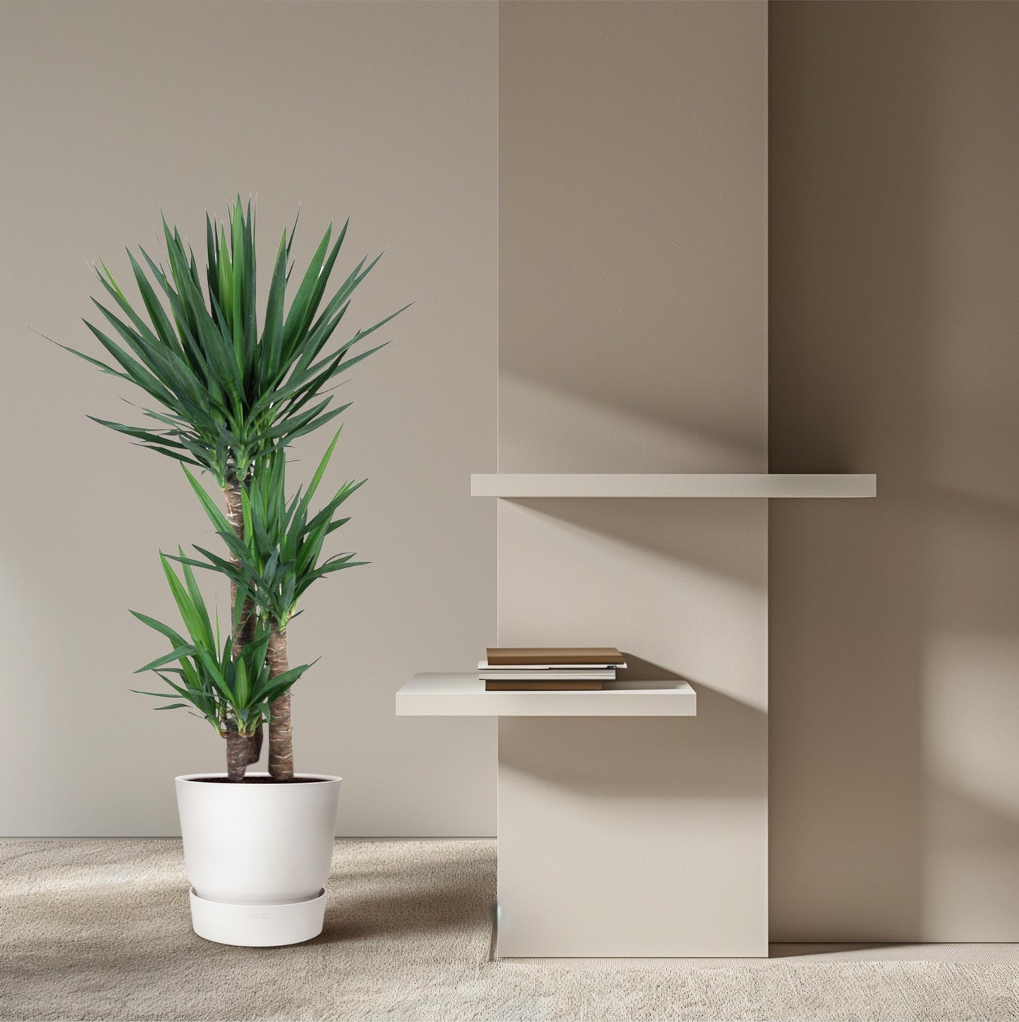 Yucca Elephantipe - 140 cm - Forest Plants