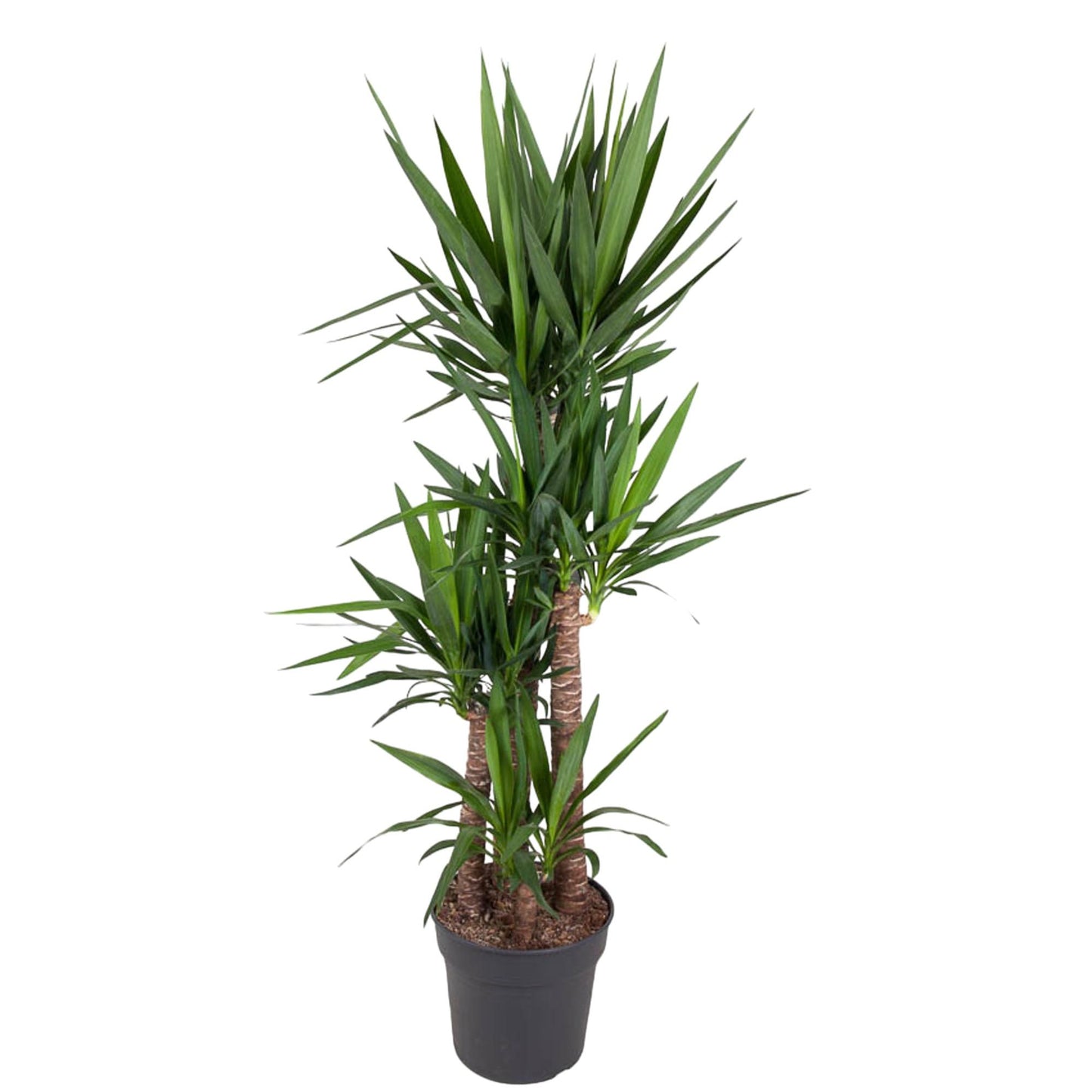 Yucca Elephantipe - 180 cm - Forest Plants