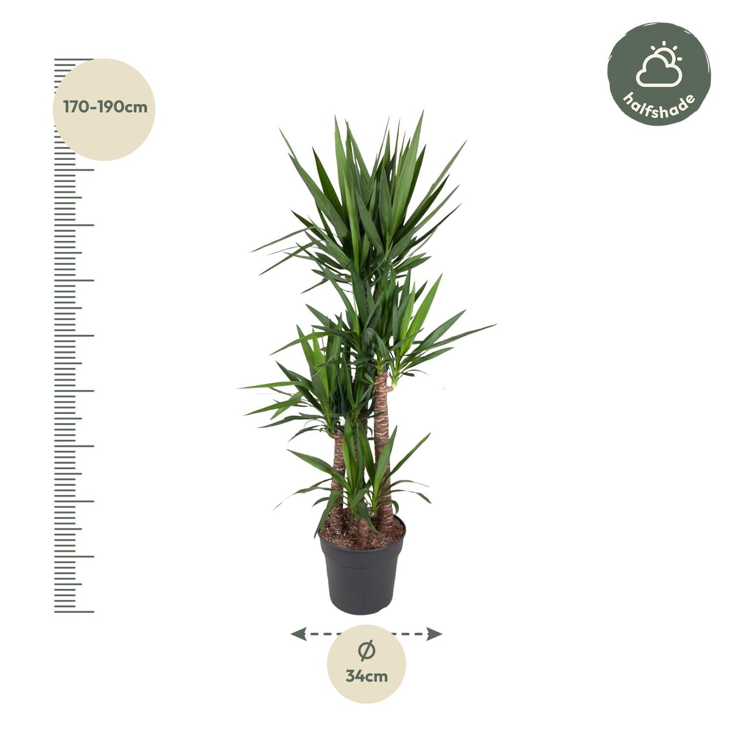 Yucca Elephantipe - 180 cm - Forest Plants