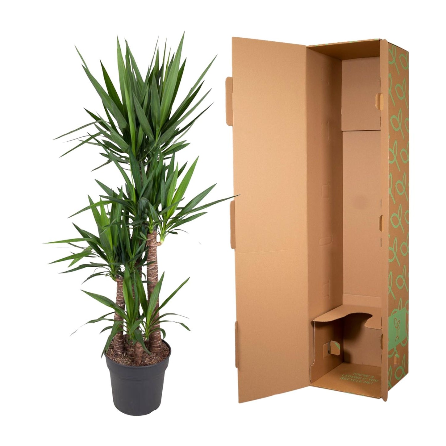 Yucca Elephantipe - 180 cm - Forest Plants