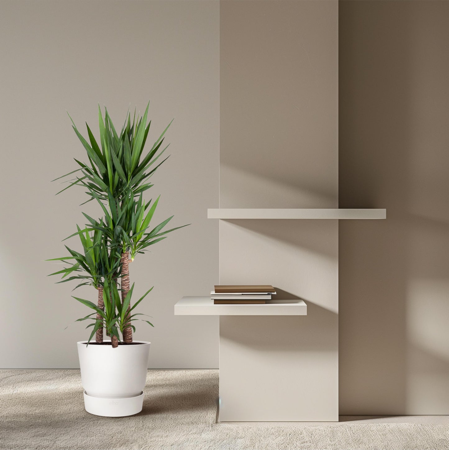 Yucca Elephantipe - 180 cm - Forest Plants