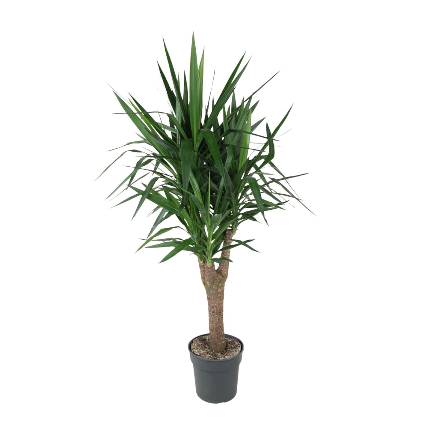 Yucca Elephantipe vertakt - 150 cm - Forest Plants
