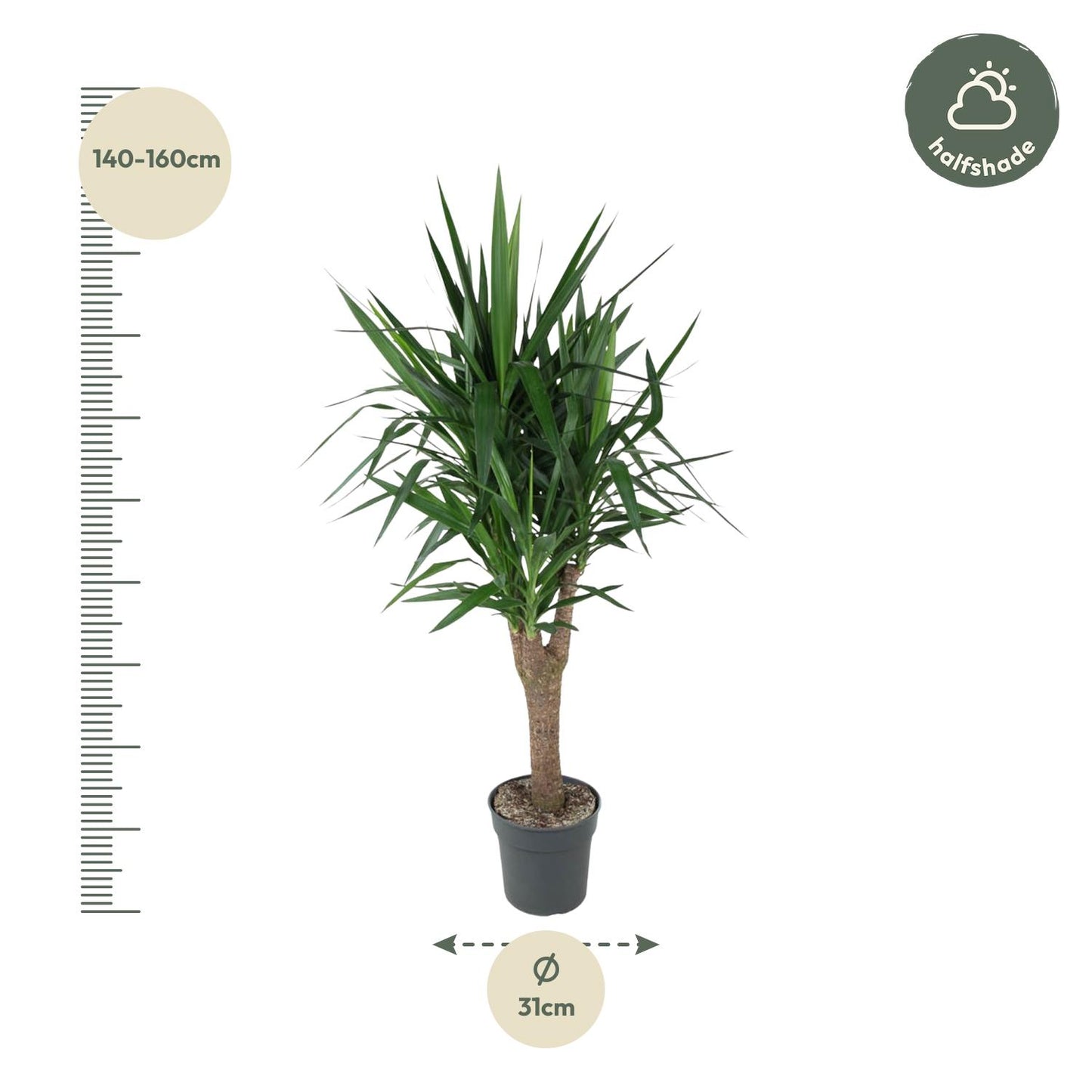 Yucca Elephantipe vertakt - 150 cm - Forest Plants