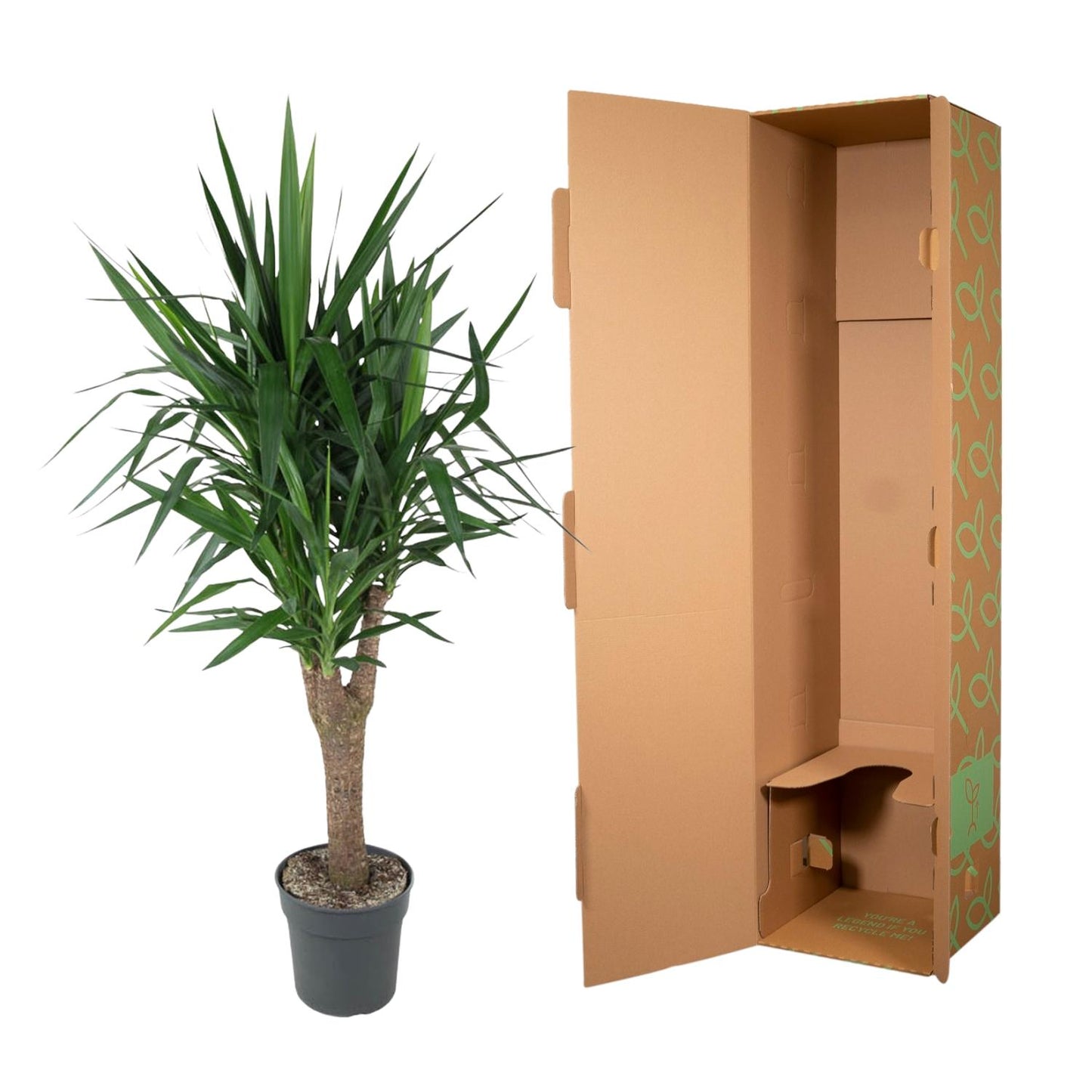 Yucca Elephantipe vertakt - 150 cm - Forest Plants