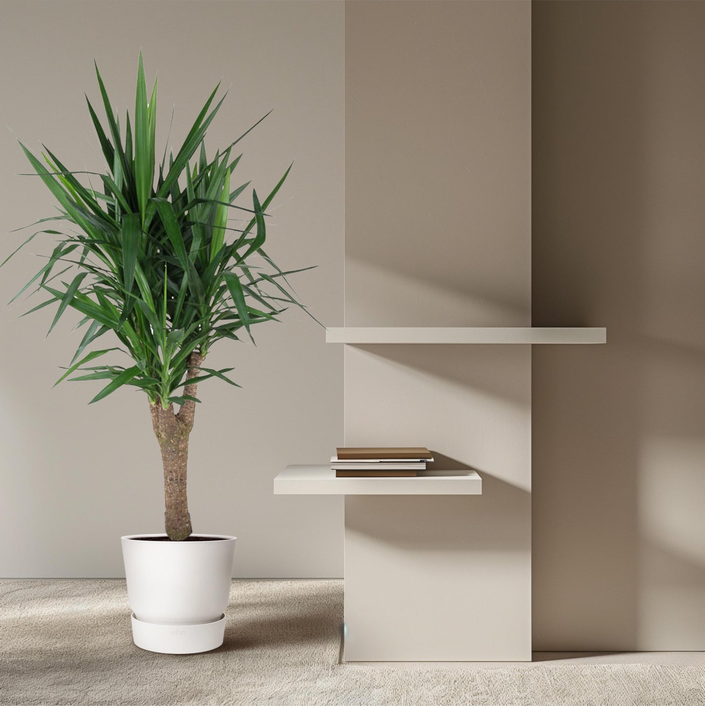 Yucca Elephantipe vertakt - 150 cm - Forest Plants