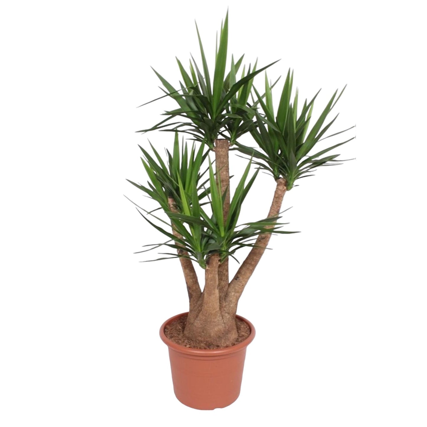 Yucca Elephantipes vertakt - 170 cm - Forest Plants
