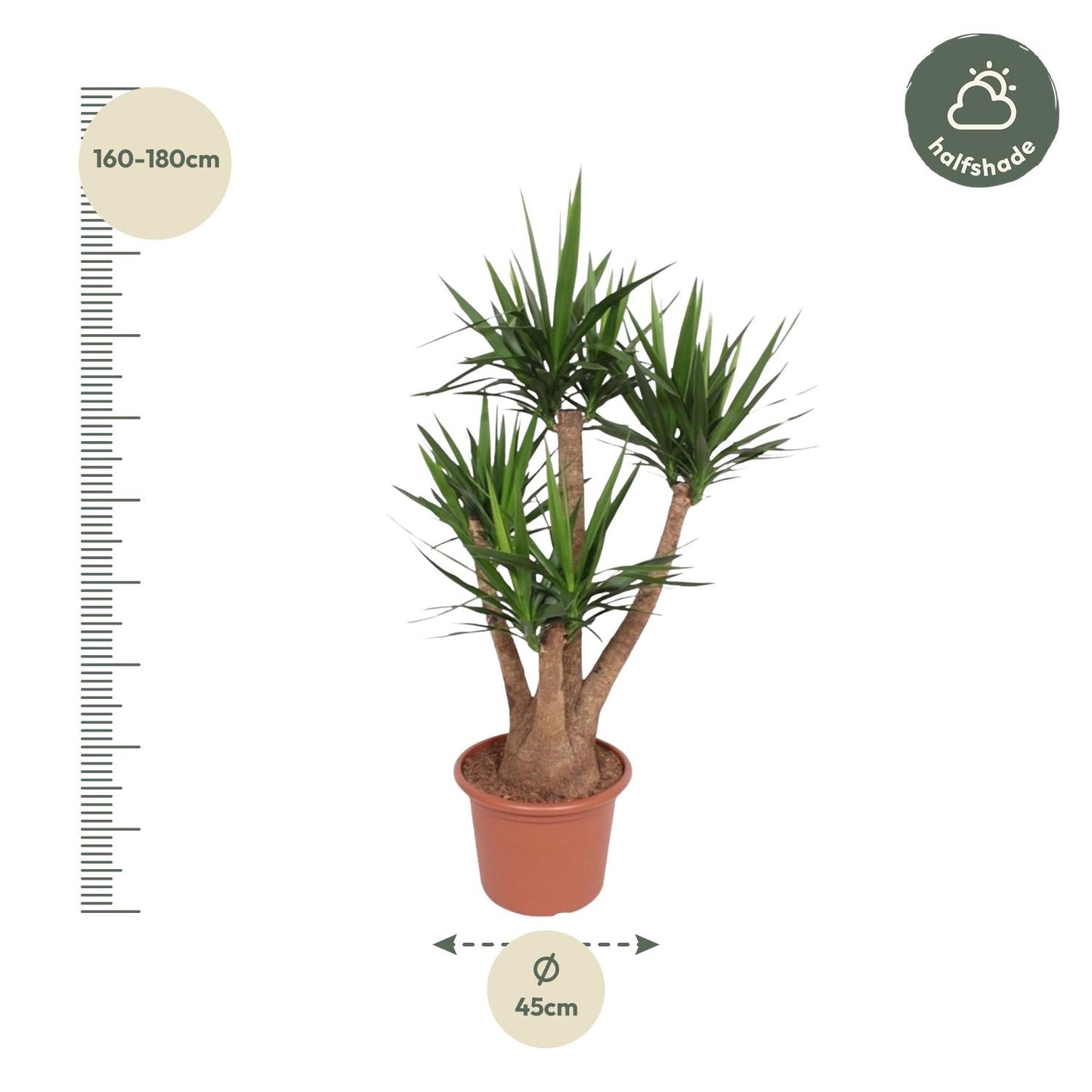 Yucca Elephantipes vertakt - 170 cm - Forest Plants
