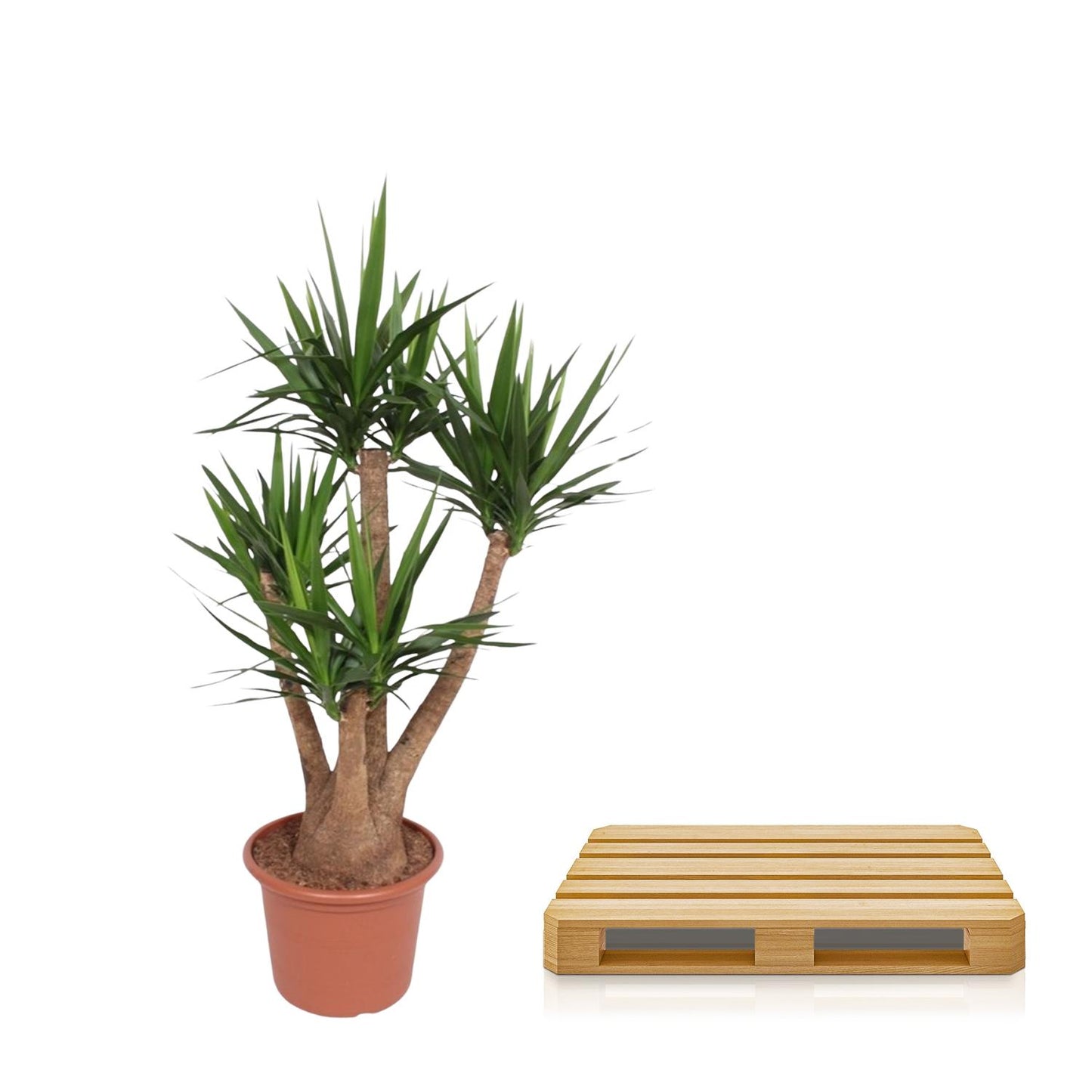 Yucca Elephantipes vertakt - 170 cm - Forest Plants