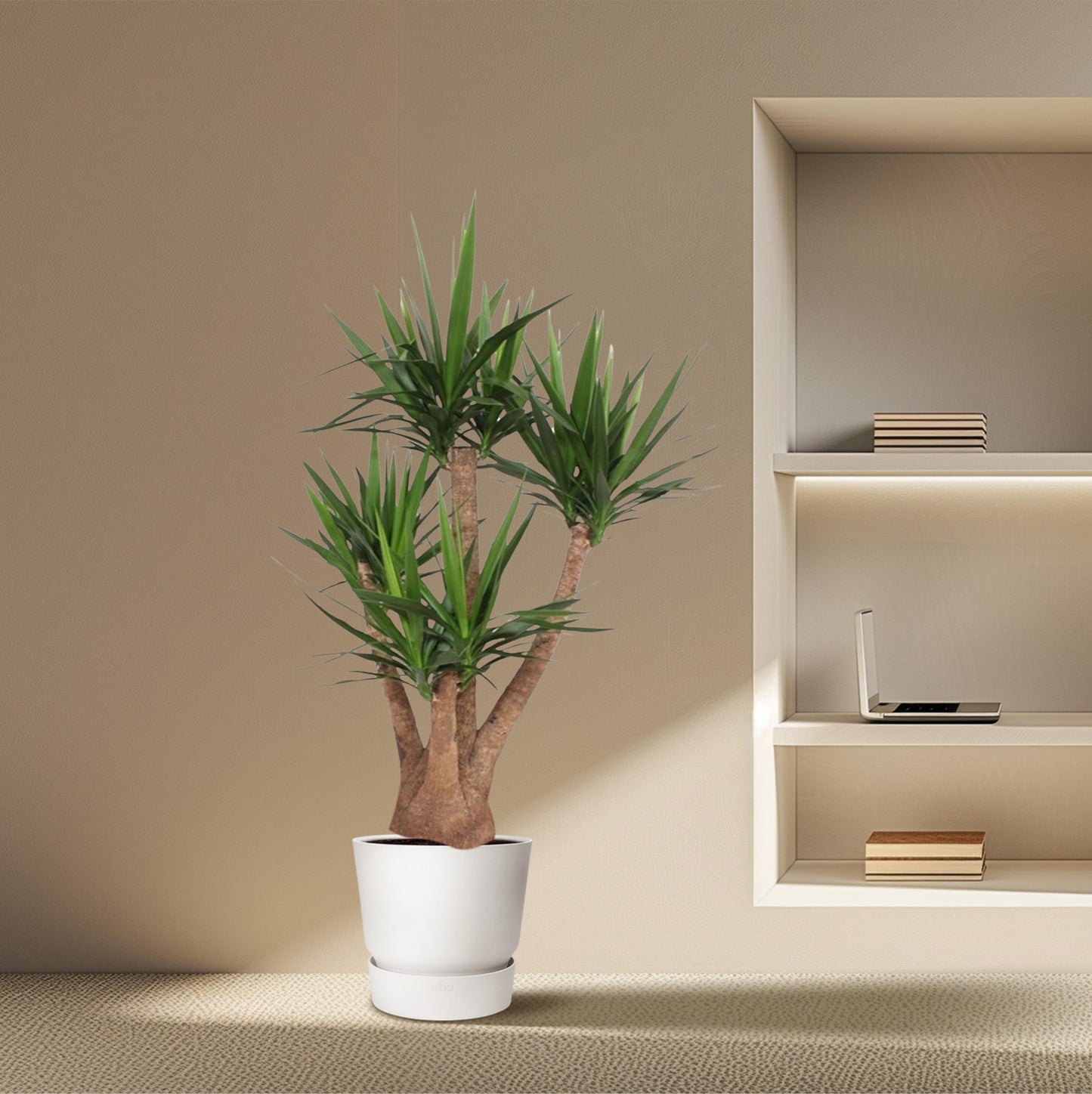Yucca Elephantipes vertakt - 170 cm - Forest Plants