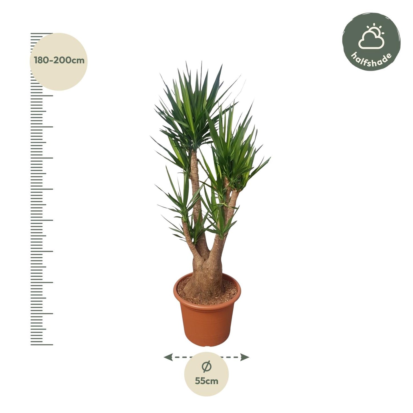 Yucca Elephantipes vertakt - 190 cm - Forest Plants