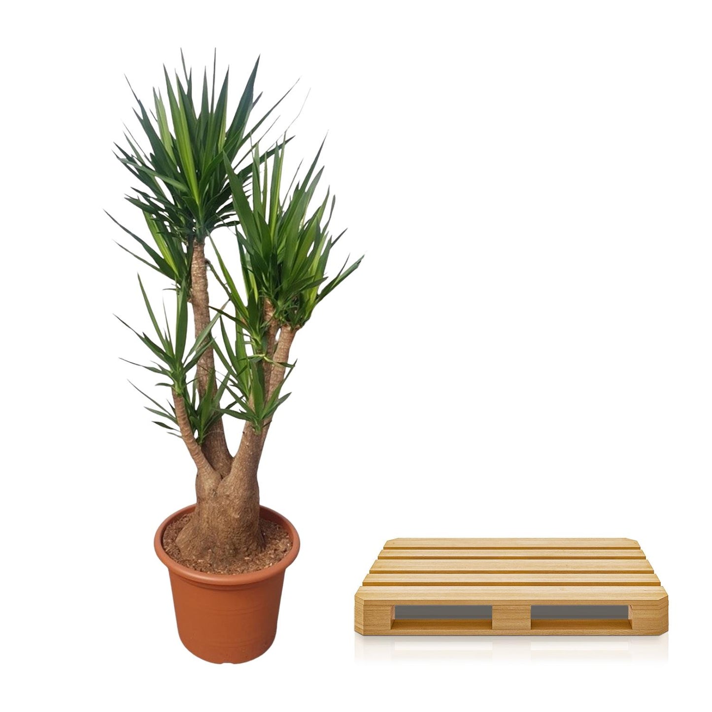 Yucca Elephantipes vertakt - 190 cm - Forest Plants