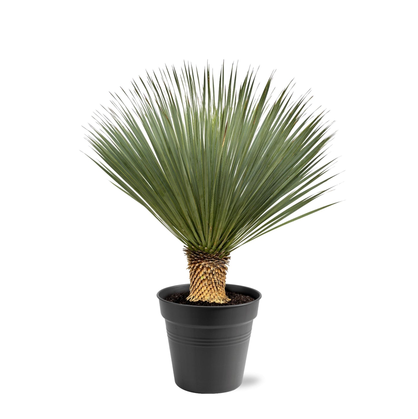 Yucca Rostrata - 100-120 cm