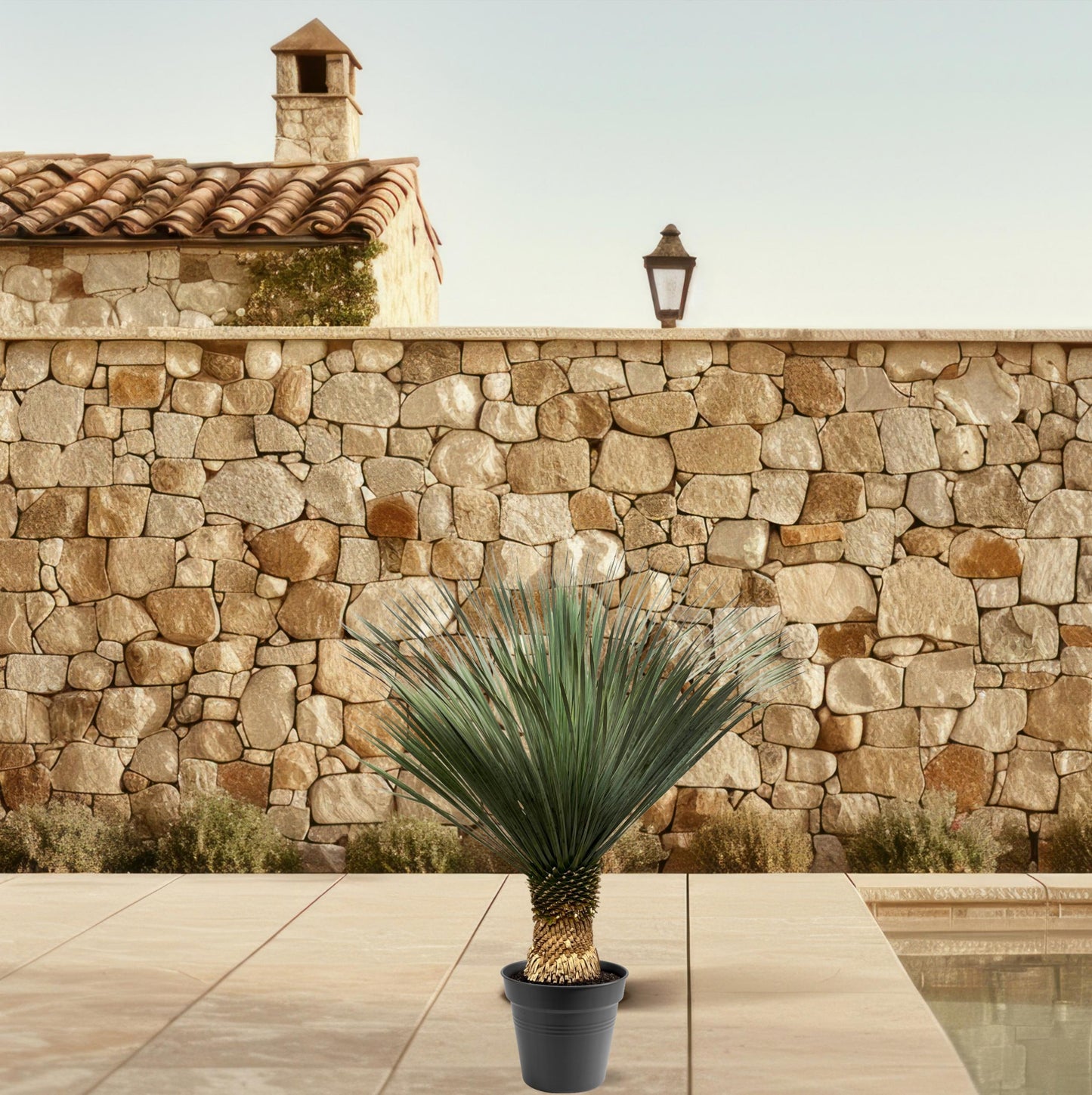 Yucca Rostrata - 100-120 cm