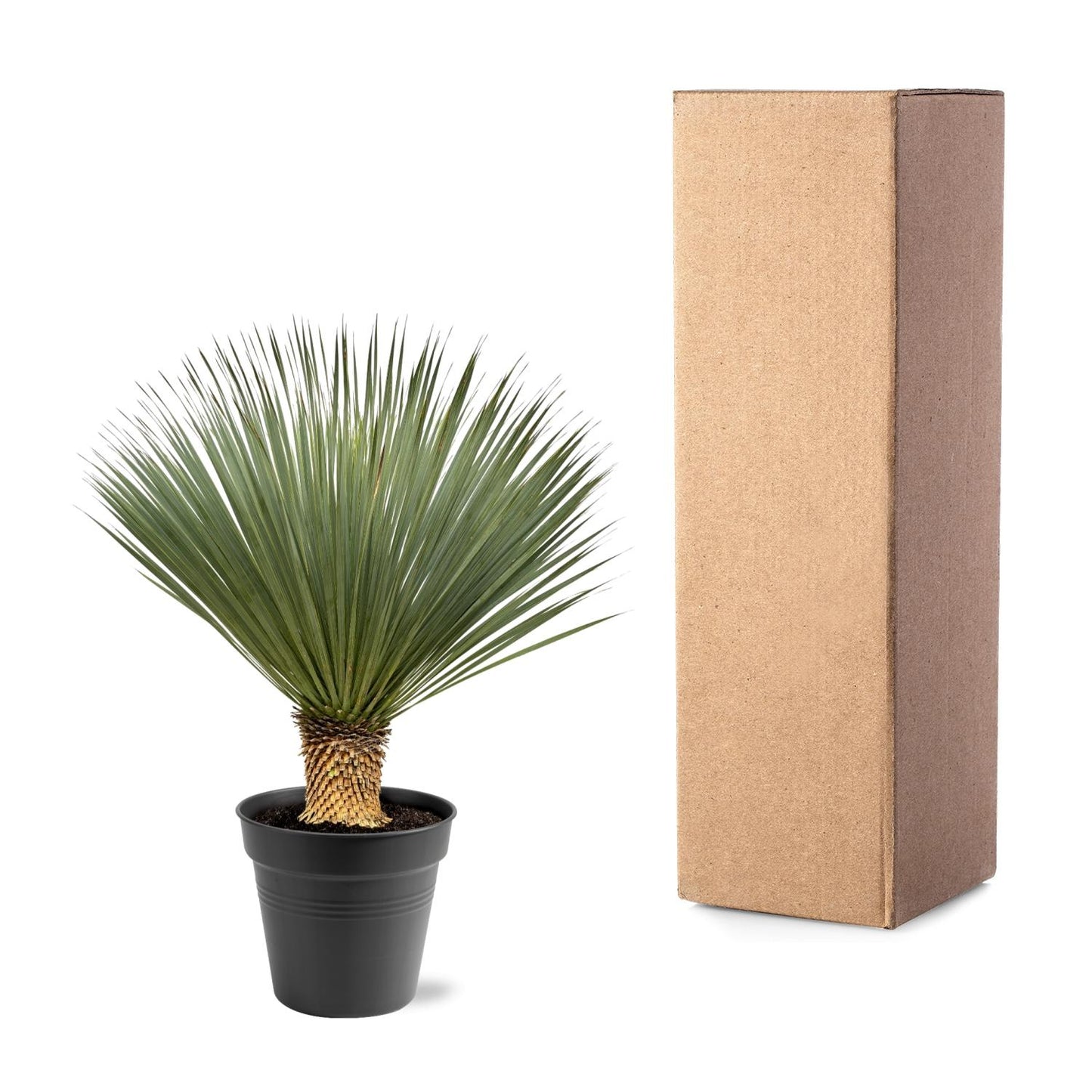 Yucca Rostrata - 100-120 cm