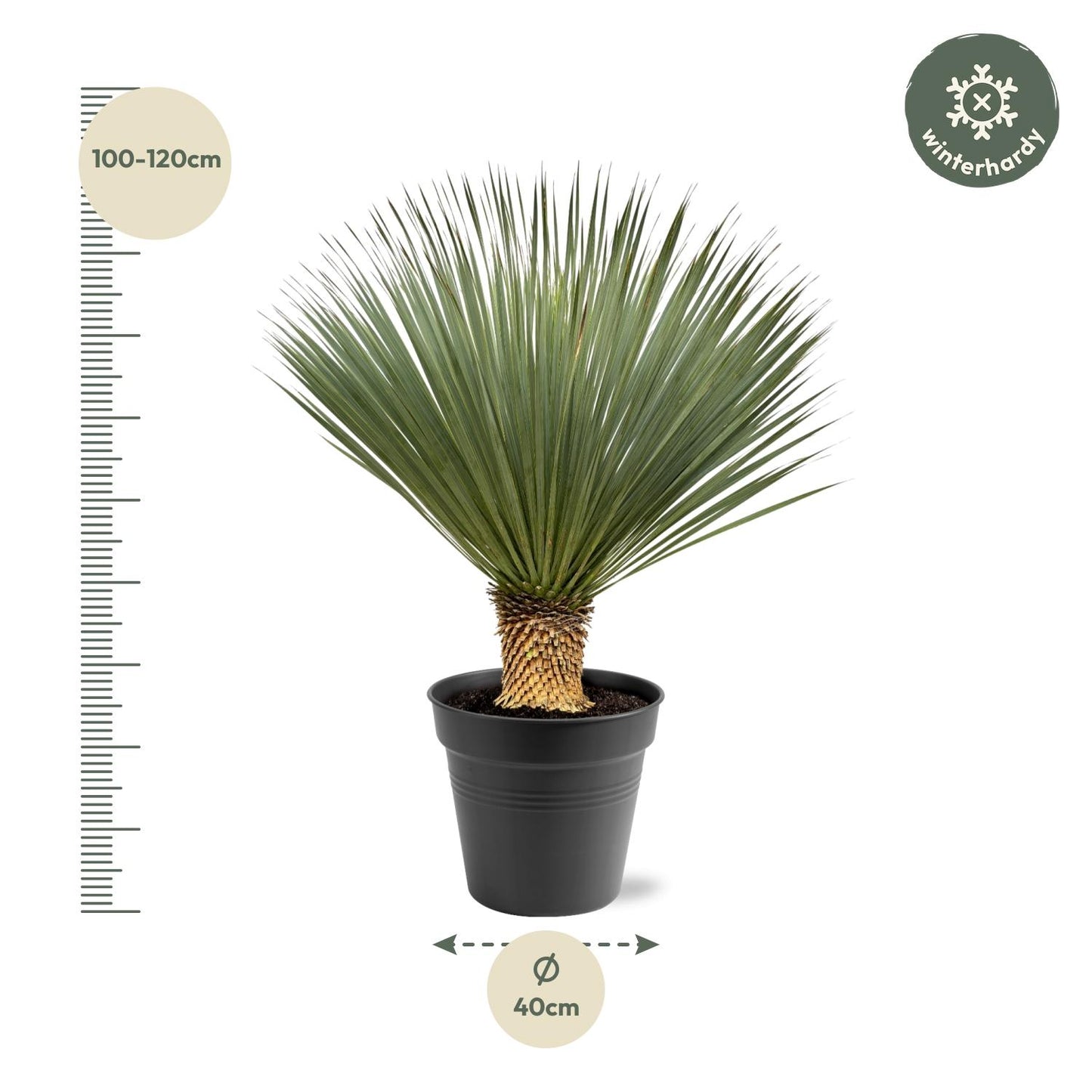 Yucca Rostrata - 100-120 cm