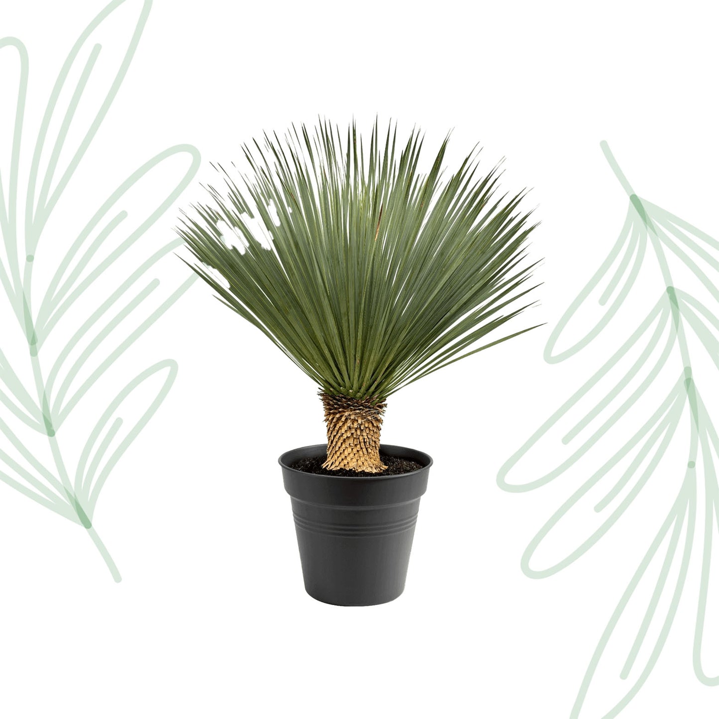 Yucca Rostrata - 100-120 cm Forest Plants