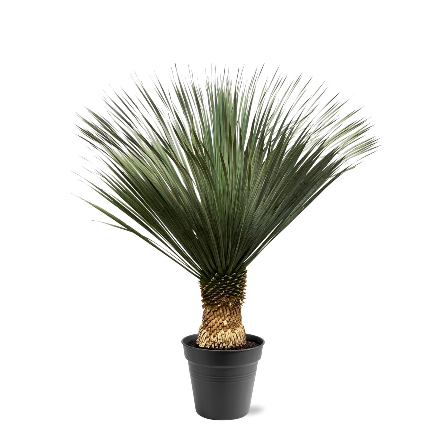 Yucca Rostrata - 130-150 cm