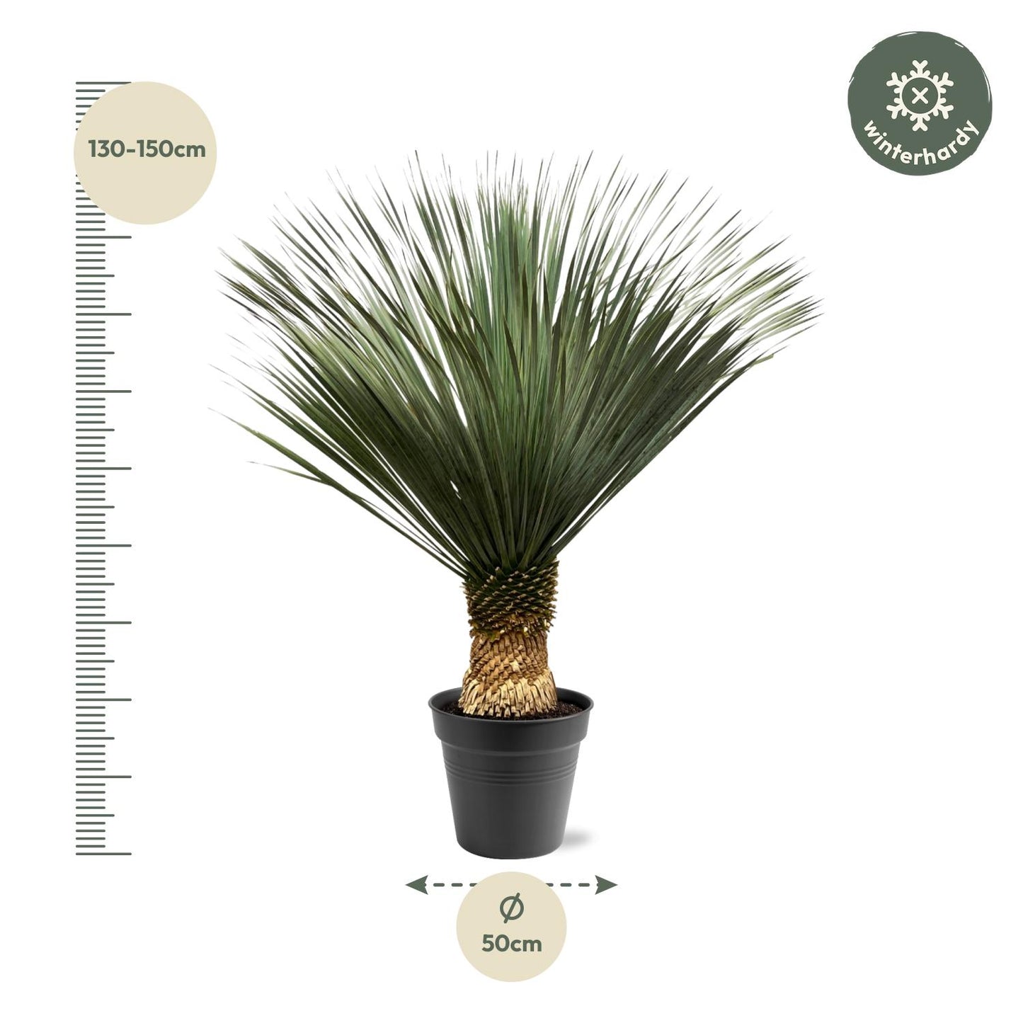 Yucca Rostrata - 130-150 cm