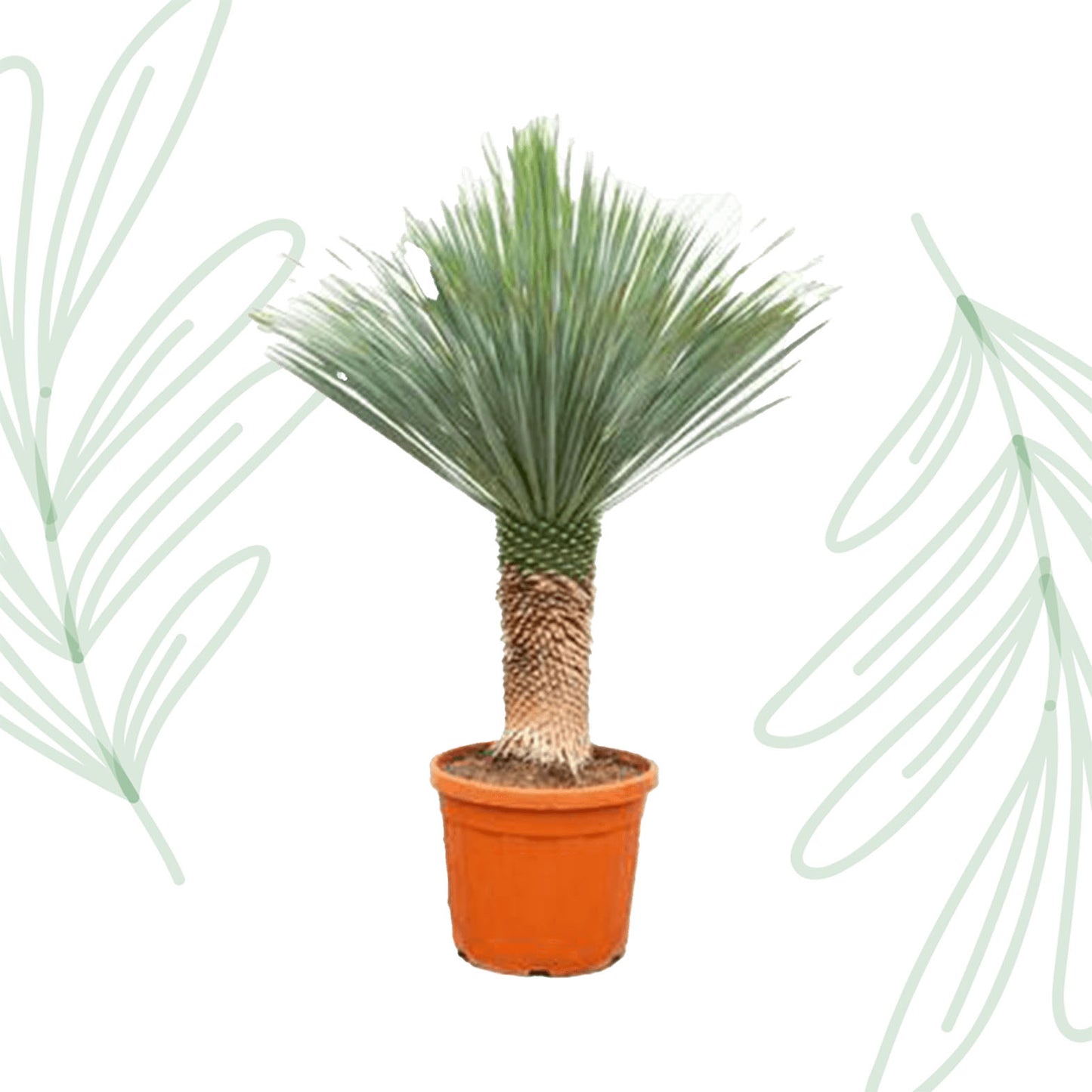 Yucca Rostrata - 140-160 cm-1