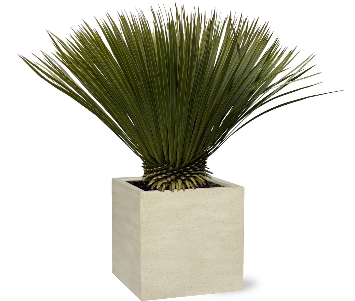 Yucca Rostrata - 80 cm - Forest Plants