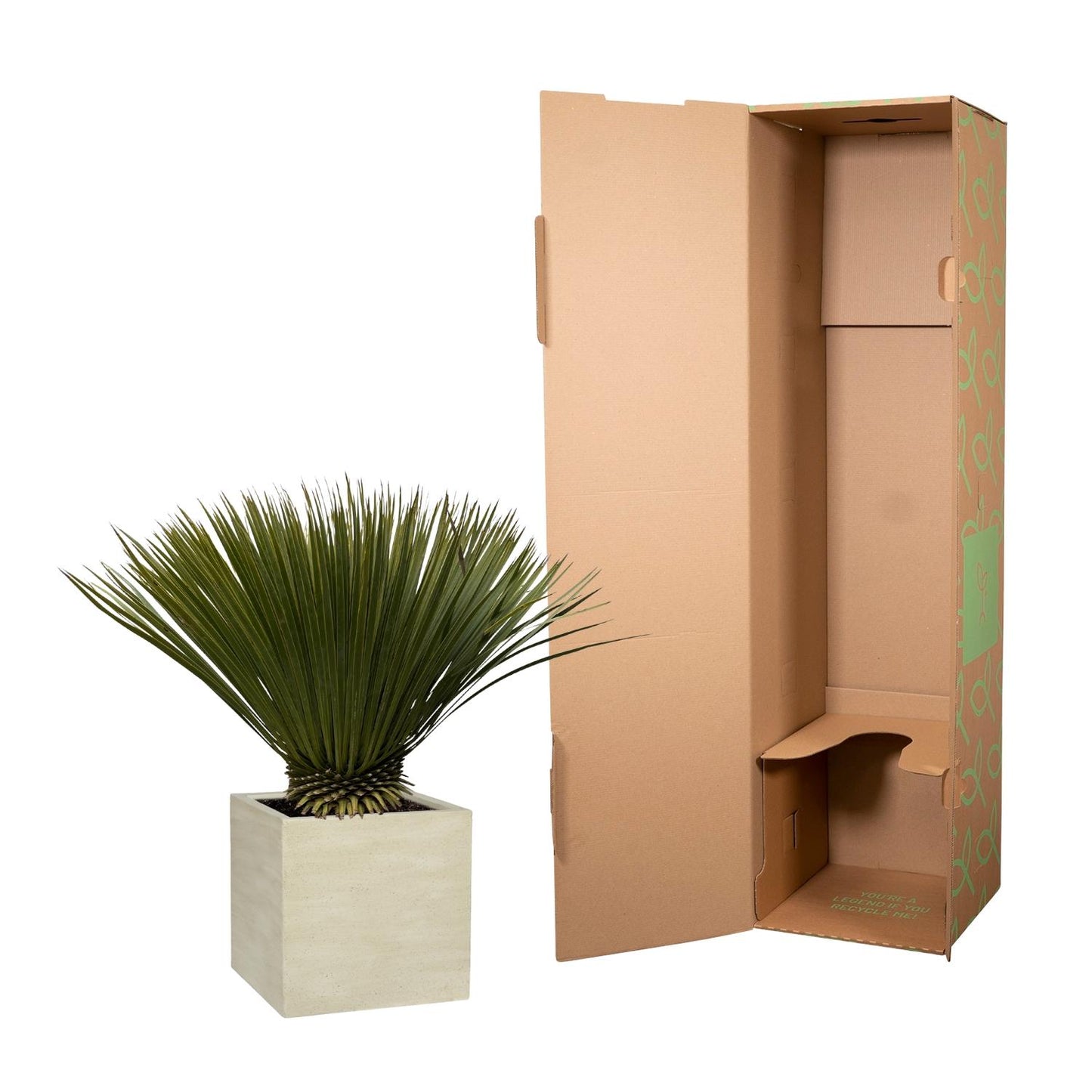 Yucca Rostrata - 80 cm - Forest Plants