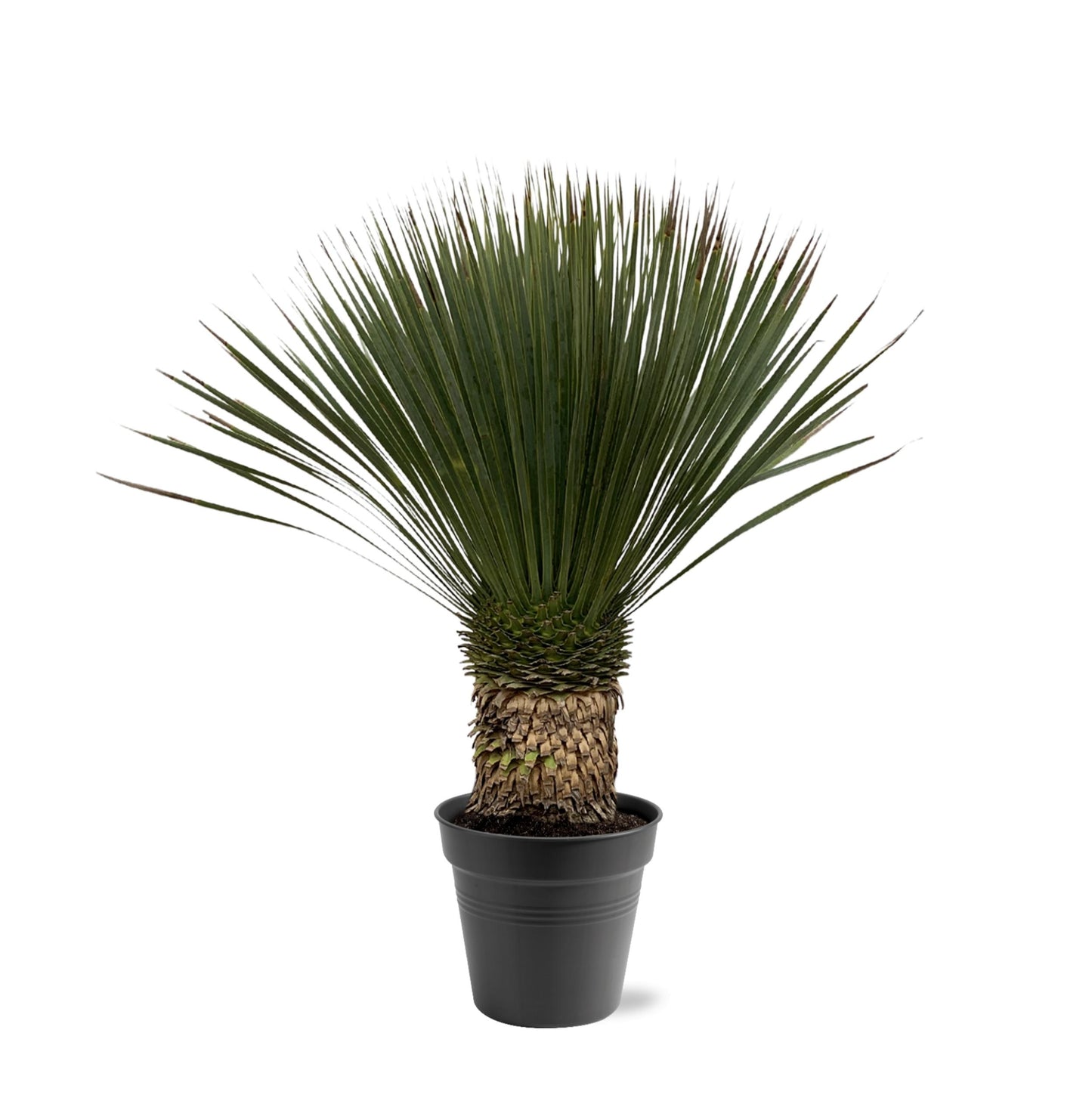 Yucca Rostrata - 80-100 cm - Forest Plants