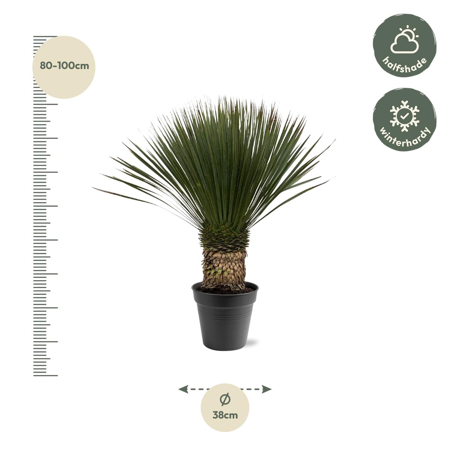 Yucca Rostrata - 80-100 cm - Forest Plants