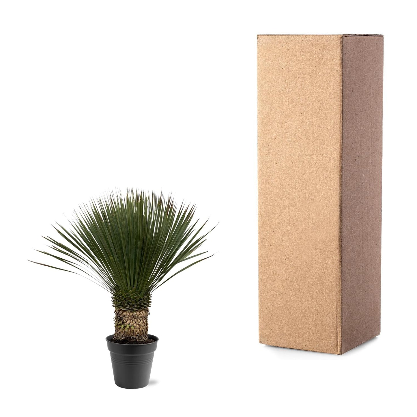 Yucca Rostrata - 80-100 cm - Forest Plants